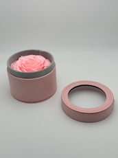 Rose éternelle rose en cercle
