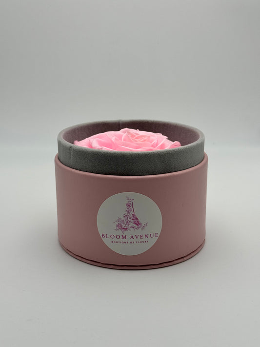 Rose éternelle rose en cercle