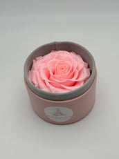 Rose éternelle rose en cercle