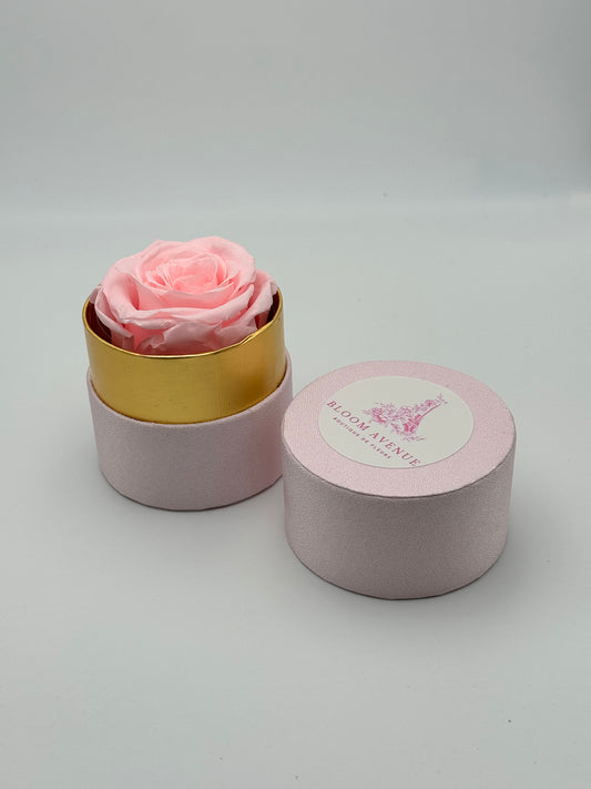 Rose éternelle rose en cercle doré
