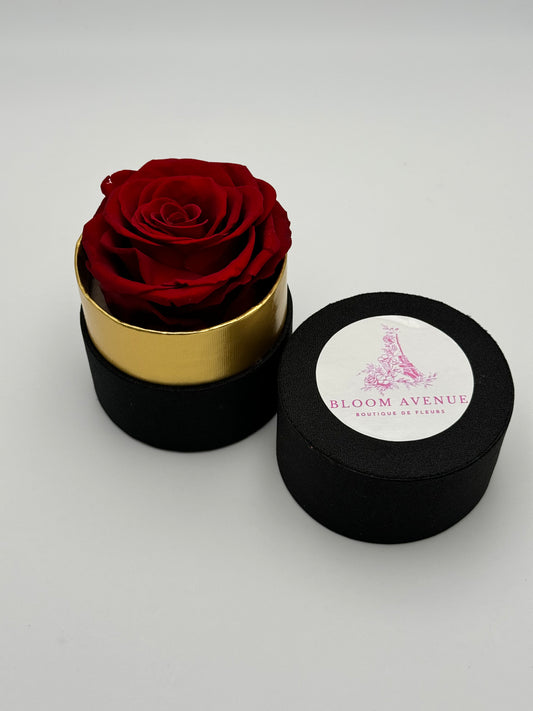 Rose éternelle rouge écarlate en cercle